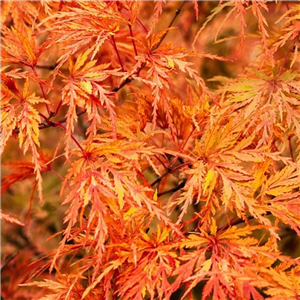 Acer Palmatum 'Orange Lace'